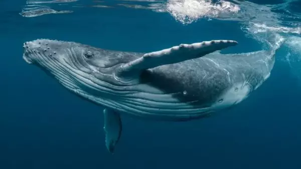 Могут ли киты и дельфины когда-то вновь обосноваться на суше: ученые вынесли свой приговор