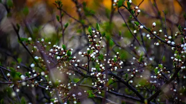 Неделя жен-мироносиц, 4 мая: что нельзя делать и народные приметы