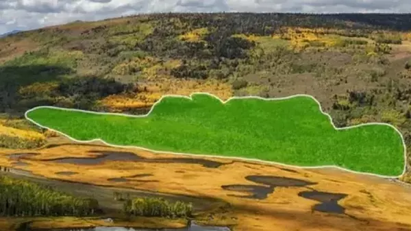 Крупнейший и древнейший организм на Земле «рычит» особенно грозно во время грозы: каков этот звук