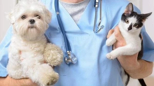 Ветеринарная клиника «А-Вет»: круглосуточная забота о ваших питомцах