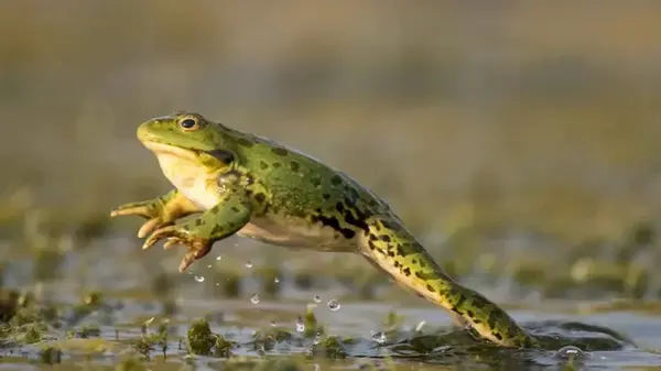 Лягушки пережили динозавров, но теперь оказались в шаге от вымирания: что изменилось на Земле