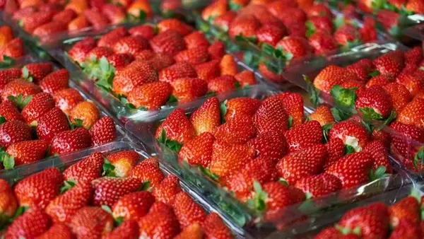 В Украине обнаружили ядовитую клубнику: где она продавалась