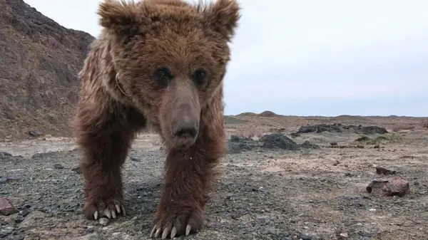 Бедный мишка. Одно из самых редких животных в мире преодолело 160 км в поиске воды (видео)