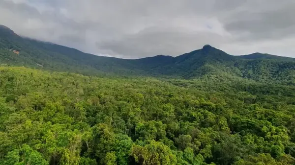 Что-то уничтожает тропические леса с рекордной скоростью: Земля вновь в шаге от катастрофы