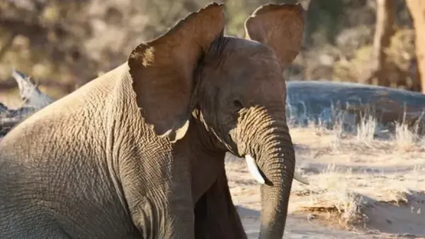 Слоны имеют самые большие уши на Земле: на самом деле они нужны не для лучшего слуха