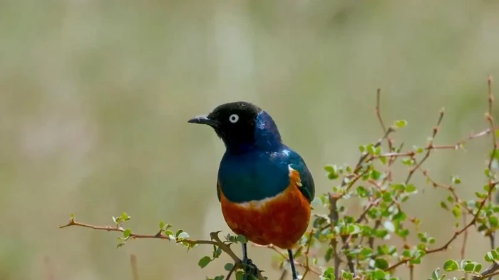 Птицы могут заводить друзей на всю жизнь, прямо как люди, — ученые