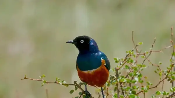 Птицы могут заводить друзей на всю жизнь, прямо как люди, — ученые