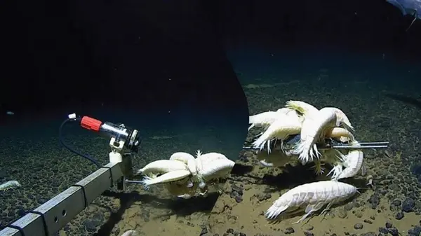 В глубинах моря живут гигантские креветки, которых оказалось в разы больше, чем считали ученые