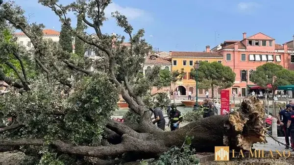 В центре Венеции 50-летнее дерево упало на туристов, есть серьезно пострадавшие