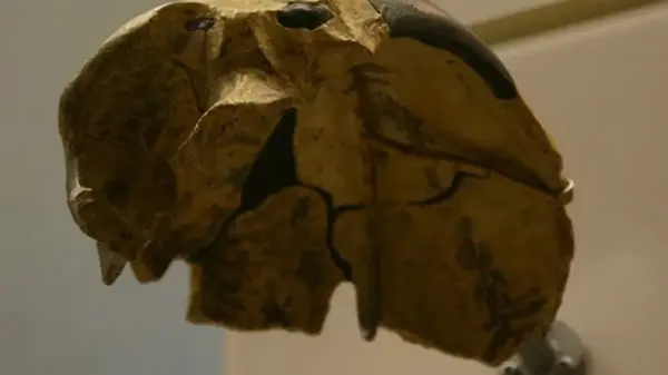 В Китае нашли уникальный череп, возрастом 300 тысяч лет