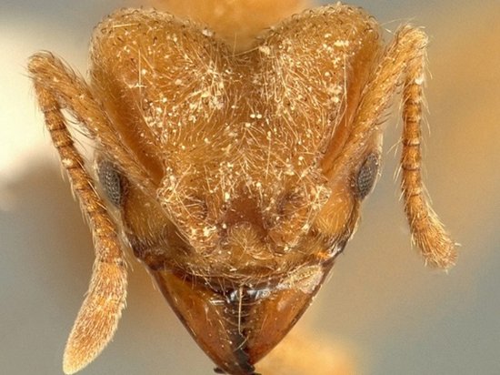 Ученые назвали новый вид муравьев в честь Radiohead
