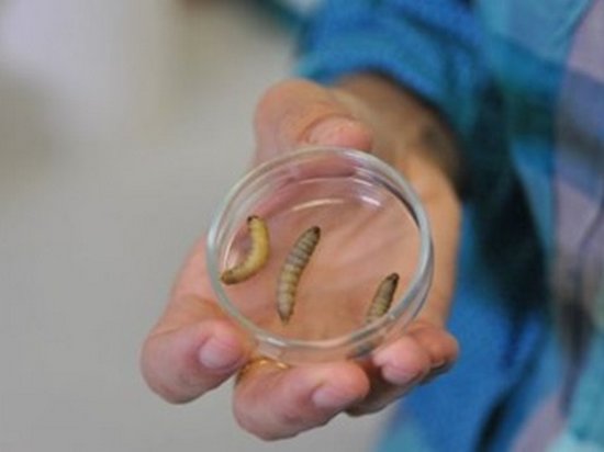 Ученые обнаружили гусениц, которые поглощают пластик