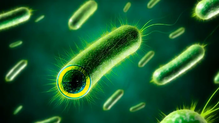 бактерії для вигрібних ям