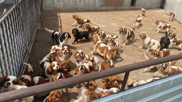 Полиция Словакии разоблачила незаконный собачий питомник (видео)