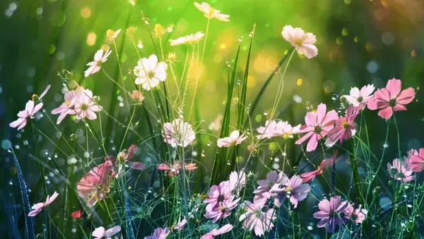 Праздник сегодня, 10 июня: что запрещено делать, у кого День ангела, народные приметы