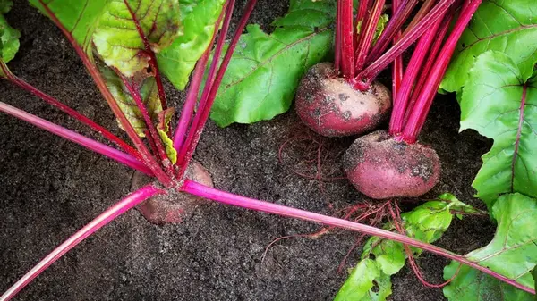 В Украине рекордно высокие цены на свеклу: сколько стоит овощ теперь