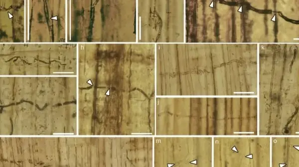 Грибок, пронзающий деревья, возрастом 160 млн лет найден в Китае: жил в одно время с динозаврами