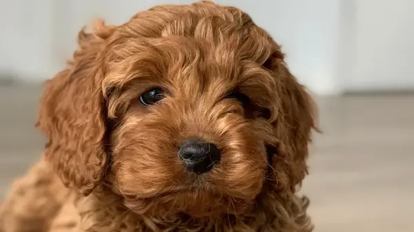 Эти собаки постоянно болеют: ученые рассказали неприглядную правду о модной породе