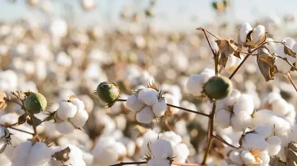 Украина хочет выращивать экзотическое растение для производства пороха: возможно ли это