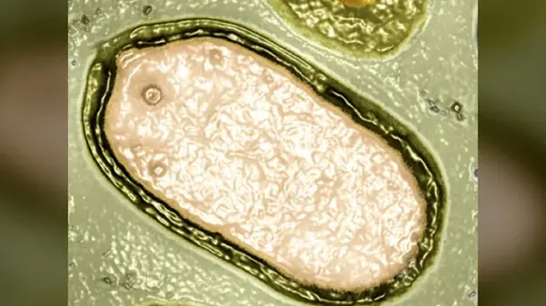 В Мировом океане обнаружены сотни гигантских вирусов: ученые не знали об их существовании ранее