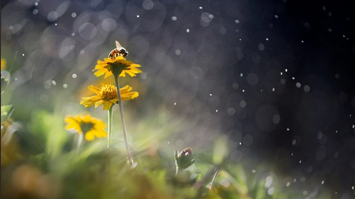Тепло, местами дожди с грозами: прогноз погоды на начало недели