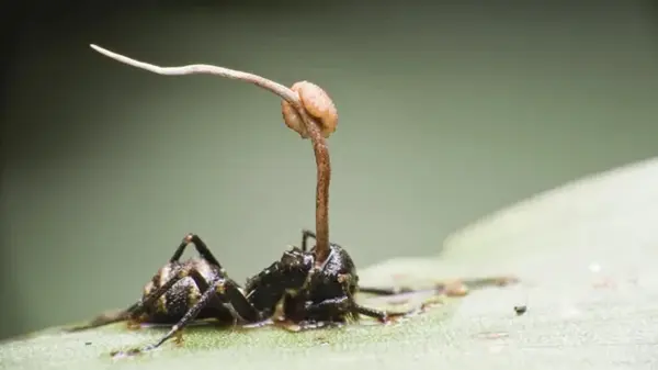 Первые «зомби» появились на Земле около 99 млн лет назад: делили планету с динозаврами (фото)