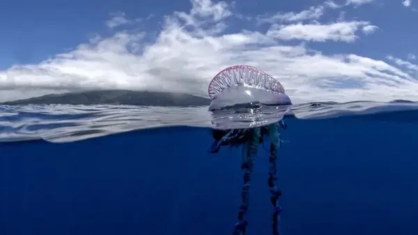 250 лет водили человечество за нос: то, что считали одним видом, оказалось четырьмя отдельными