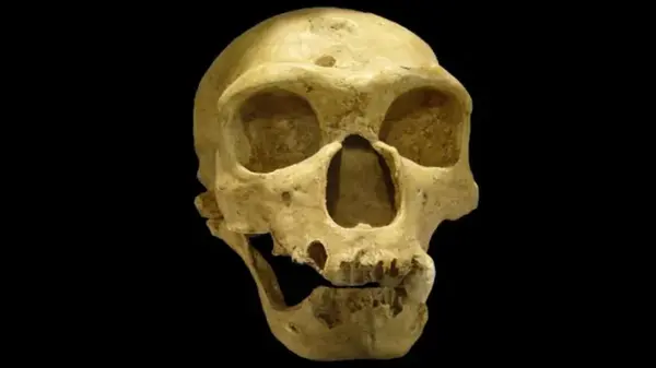 Что на самом деле уничтожило неандертальцев: у физиков есть космическая теория