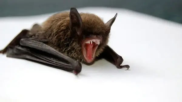 Пандемия 2.0: в Китае у летучих мышей нашли два новых вируса, и они передаются людям