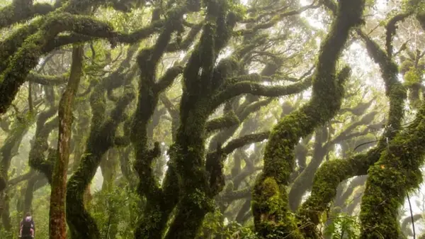 Деревья и растения не спасают Землю: они загрязняют воздух, как и люди