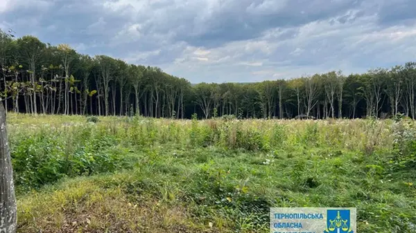 Ущерб на 57 млн: на Тернопольщине незаконно вырубили более 6000 деревьев