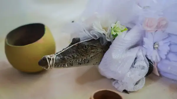 В Мексике мэр женился на каймане