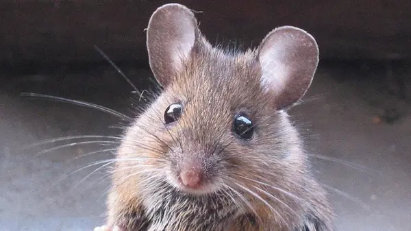 Ученые ввели мышам человеческий «ген речи»: результат оказался неожиданным