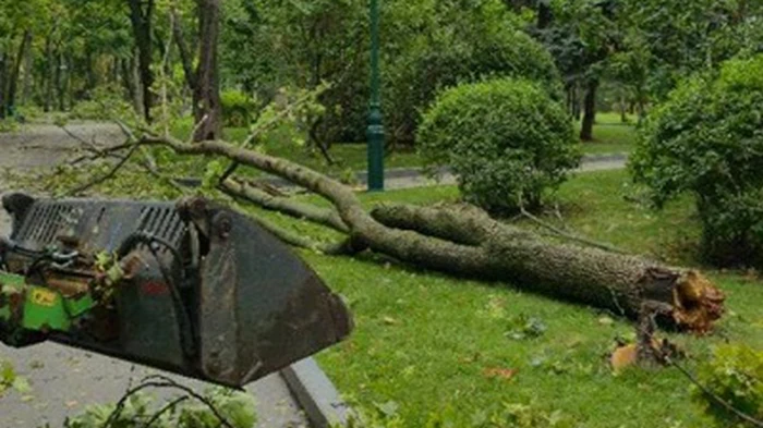 В Харькове ветер повалил почти 450 деревьев — мэр