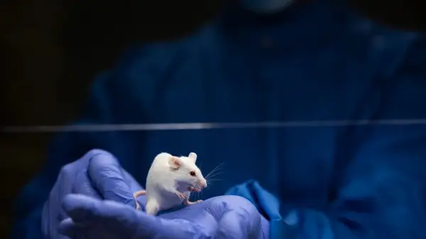Ученые ввели мышам 40-тысячелетнюю ДНК человека: то, что получилось, поразило всех