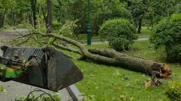 В Харькове ветер повалил почти 450 деревьев — мэр