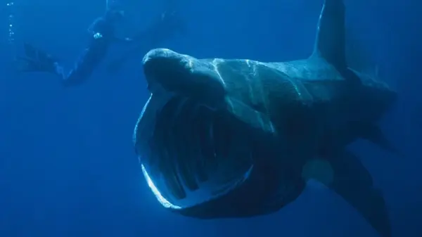 Размером с двухэтажный автобус и весом в 7 тонн: что известно об океанском гиганте