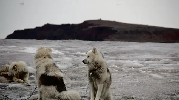 Ученые определили древнейшую из известных пород домашних собак: откуда она