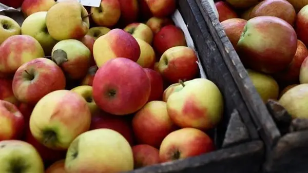 В Украине подорожали яблоки нового урожая