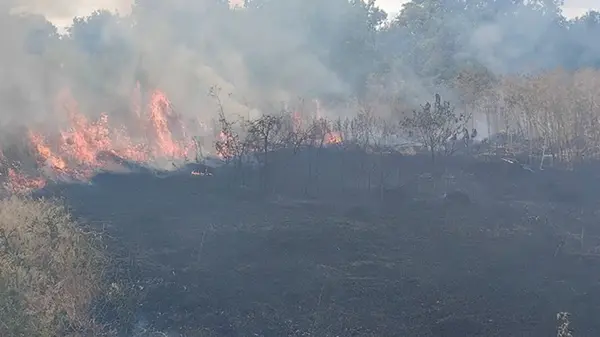 В Одесской области вспыхнул сухостой на площади 18 000 кв. м