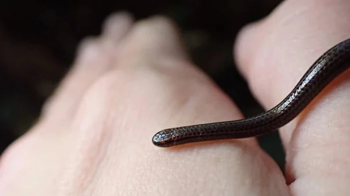 Змея, которую считали вымершей, снова появилась на Барбадосе