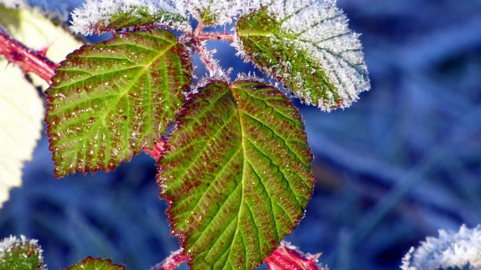 Народный синоптик рассказал, когда в Украине будут первые заморозки