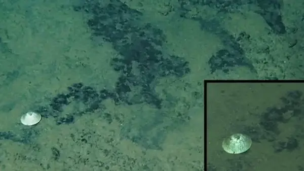 Рекордное открытие в Тихом океане: ученые нашли неизвестный вид на глубине 6 тысяч метров (фото)