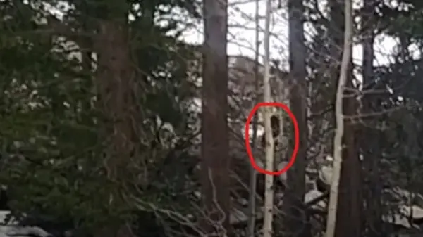 Снежного человека, бегущего по лесу средь бела дня, запечатлели на видео: что думают эксперты