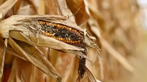 Ядерная зима будет хуже любых прогнозов: настоящая катастрофа начнется на 9 год после взрыва