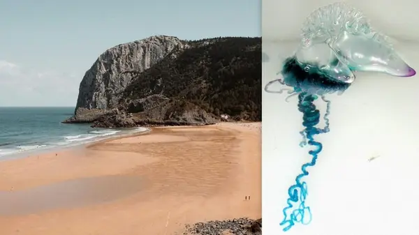 В Испании закрыли некоторые пляжи из-за морских существ, которые ужалили более 30 человек