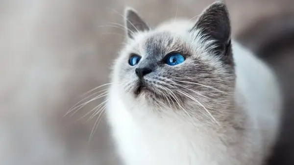 Паразит от кошек может манипулировать мозгом миллионов людей: что известно