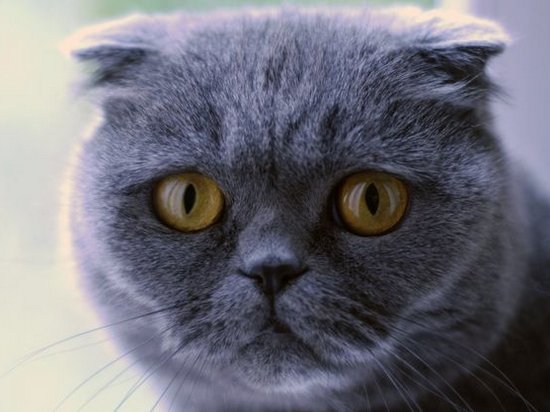 Ветеринары призвали прекратить разведение вислоухих кошек