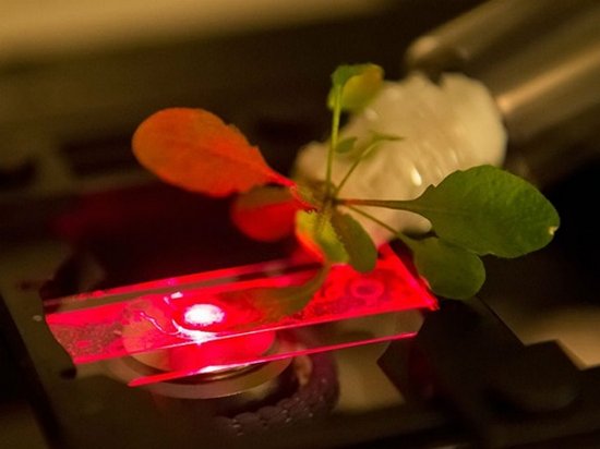 Ученые из США создали искусственную форму фотосинтеза