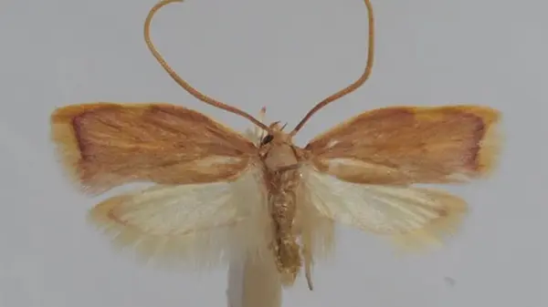 Австрийский ученый назвал новый вид моли в честь жены